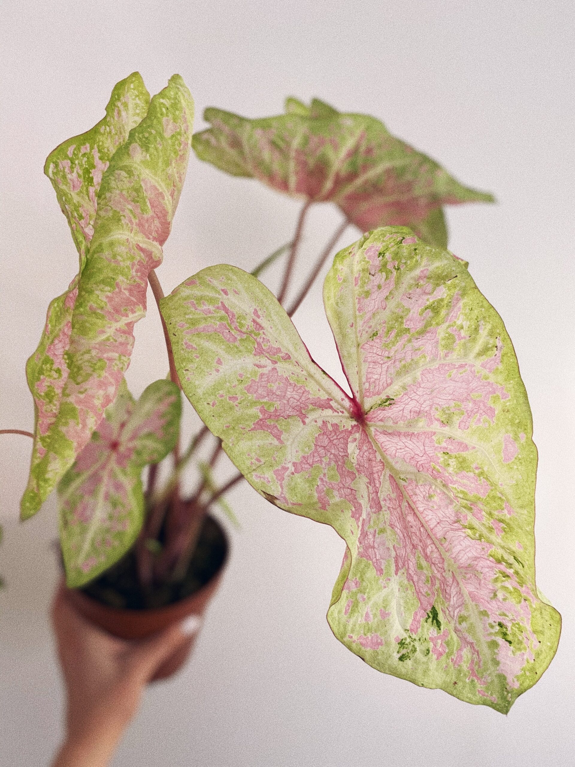 Caladium Bicolor