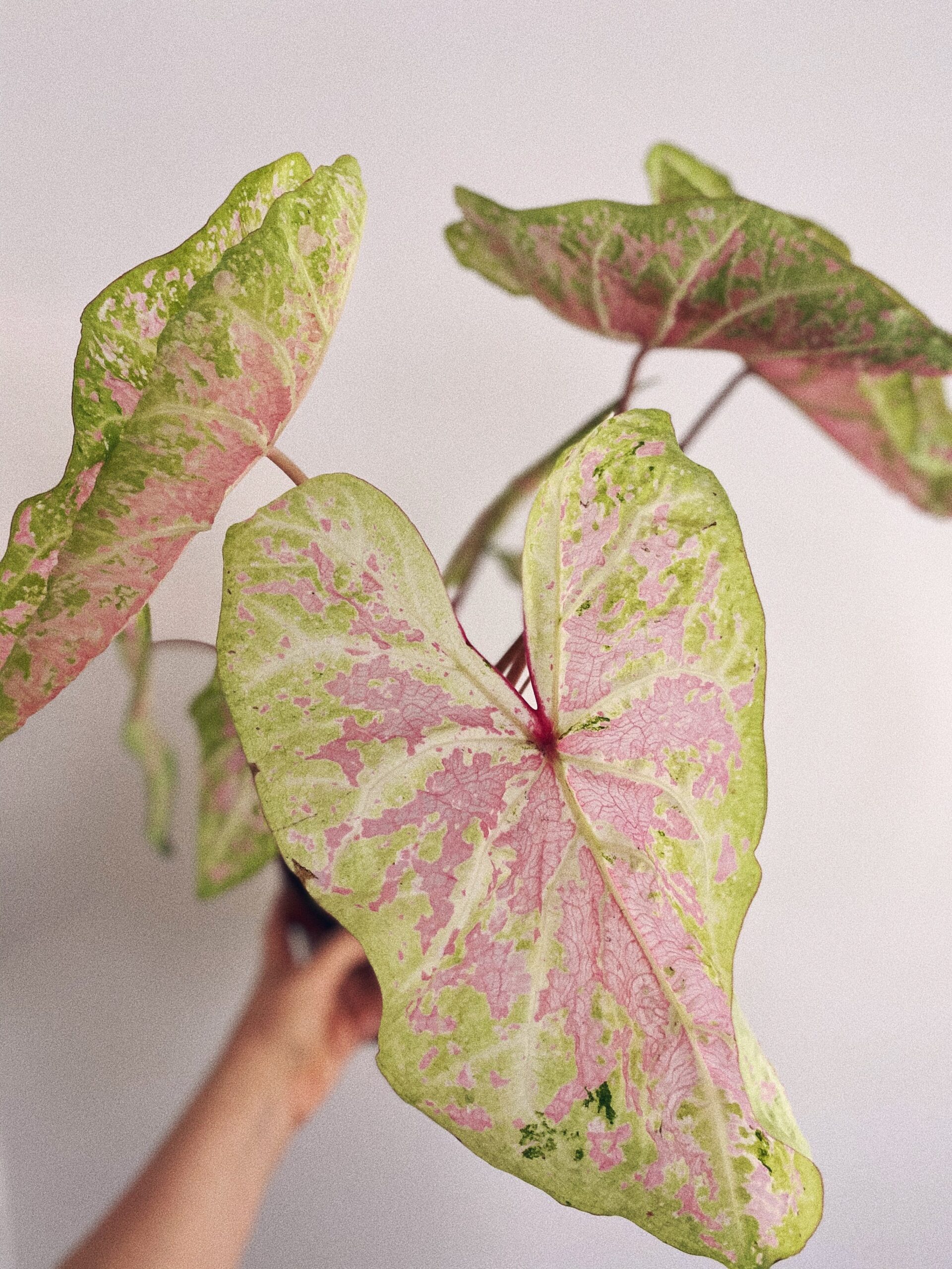 Caladium Bicolor