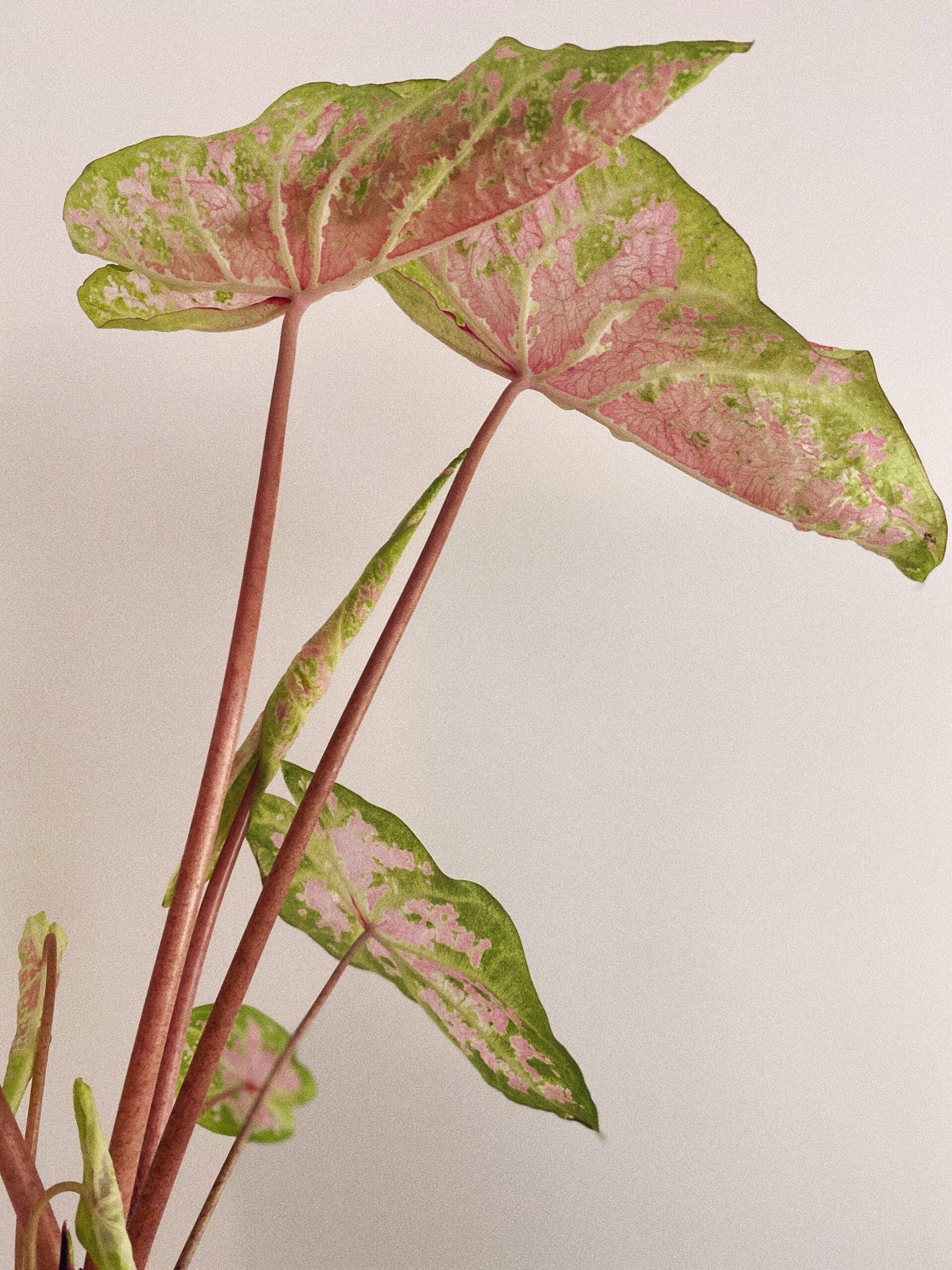 Caladium Bicolor