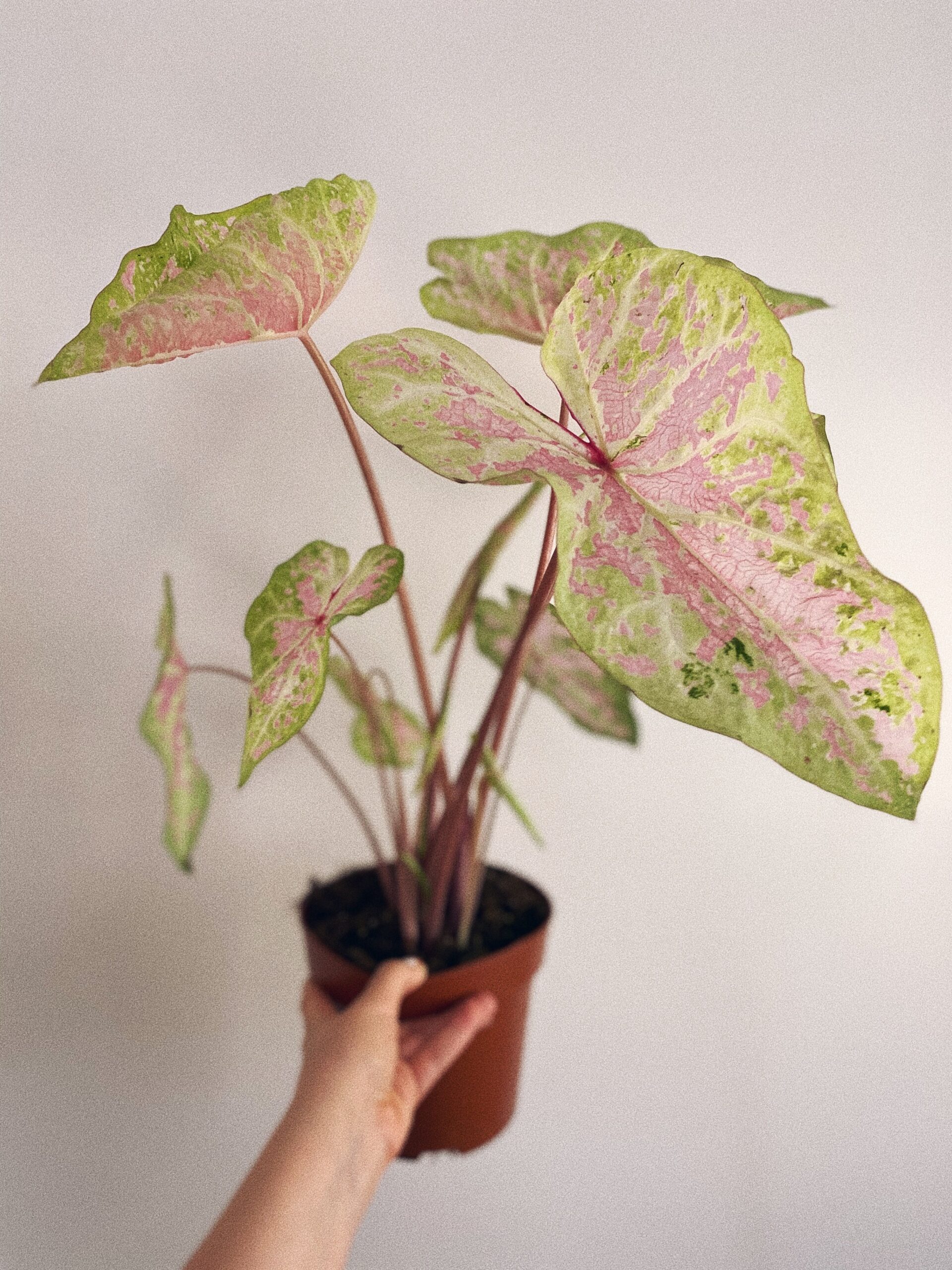 Caladium Bicolor