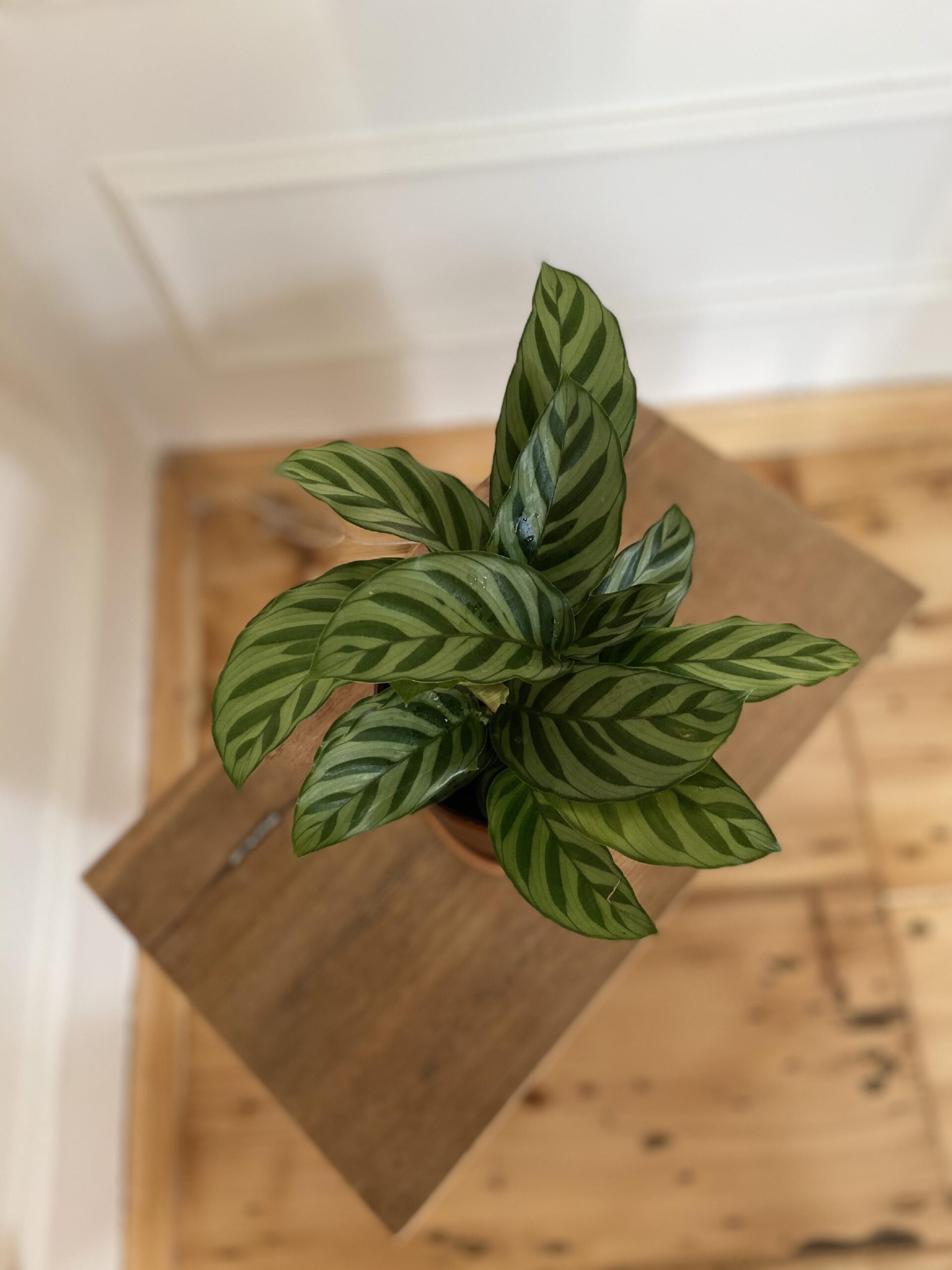 Calathea Freddie