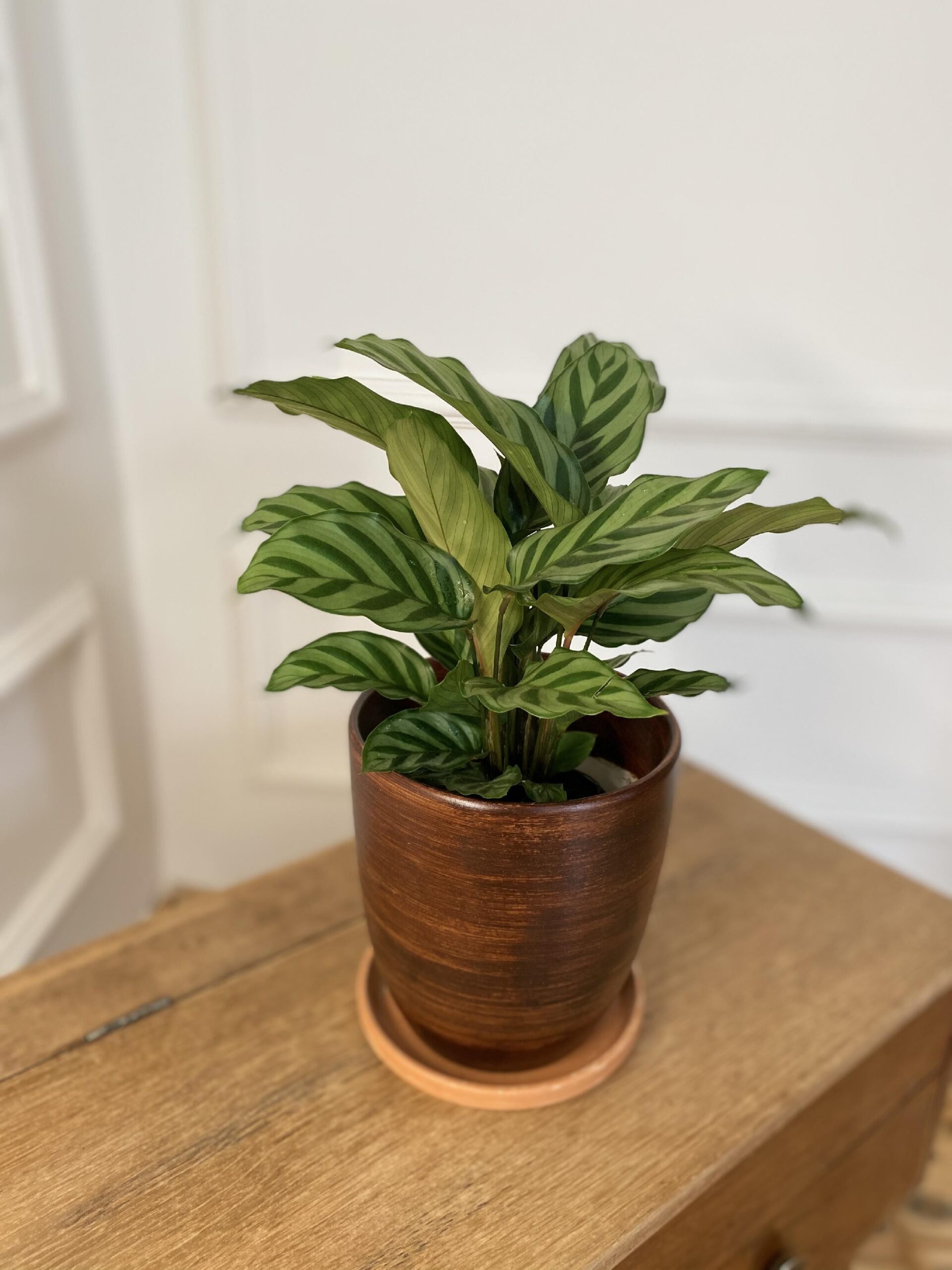 Calathea Freddie