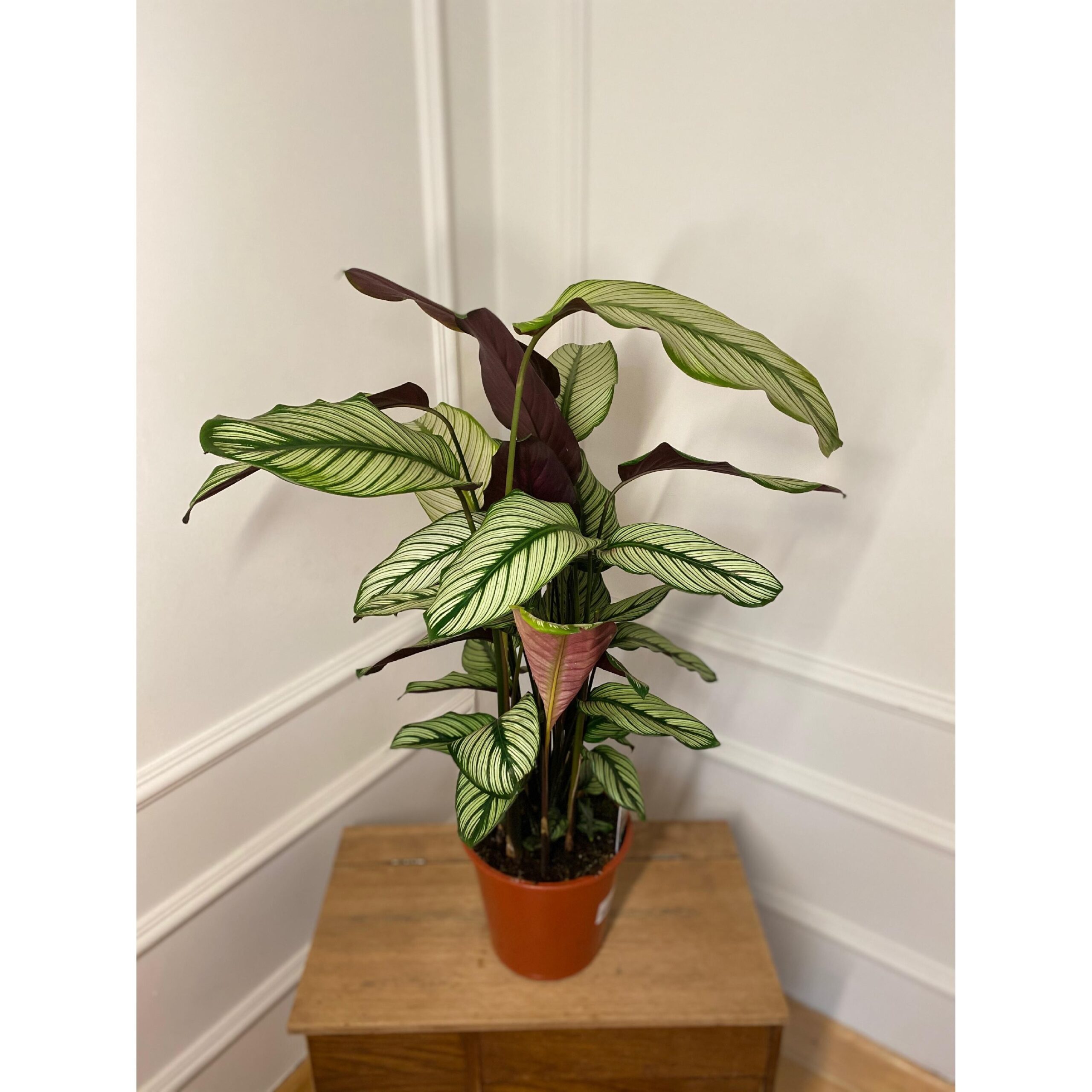 Calathea Majestica White Star