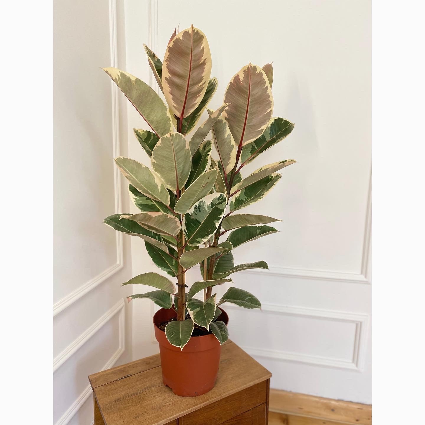 Ficus Elastica (Fikus pstrolistny)