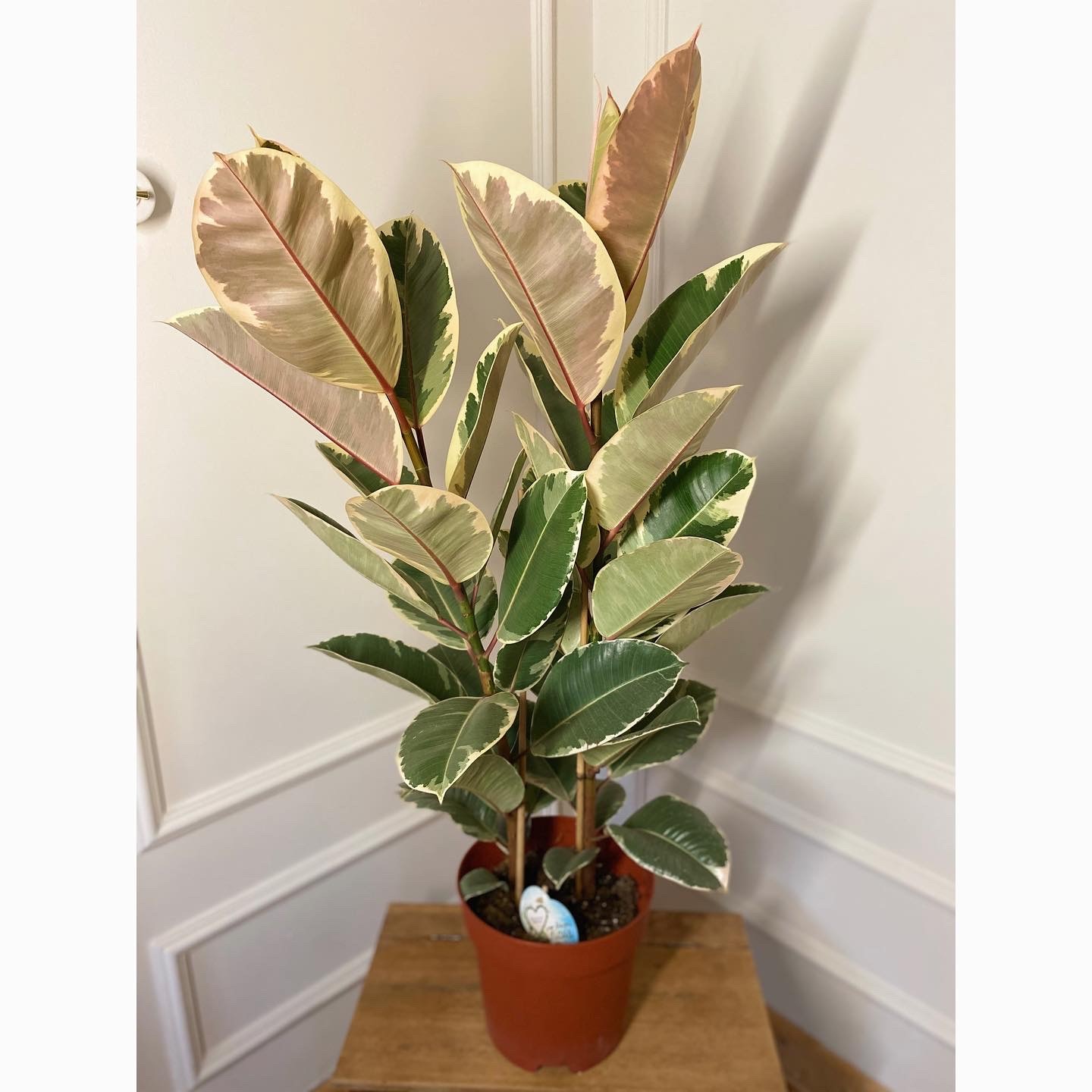 Ficus Elastica (Fikus pstrolistny)