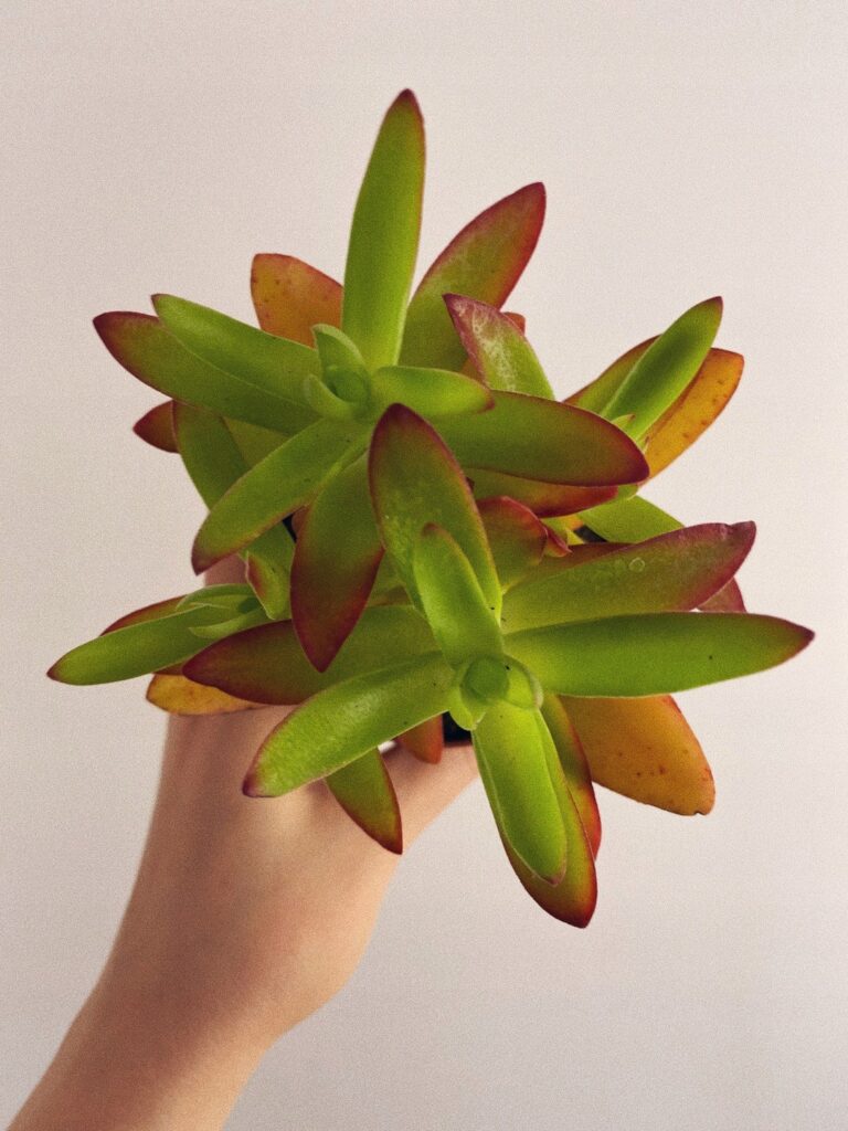 CRASSULA CAPITELLA CAMPFIRE