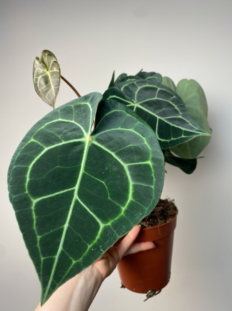 Anthurium Clarinevirum