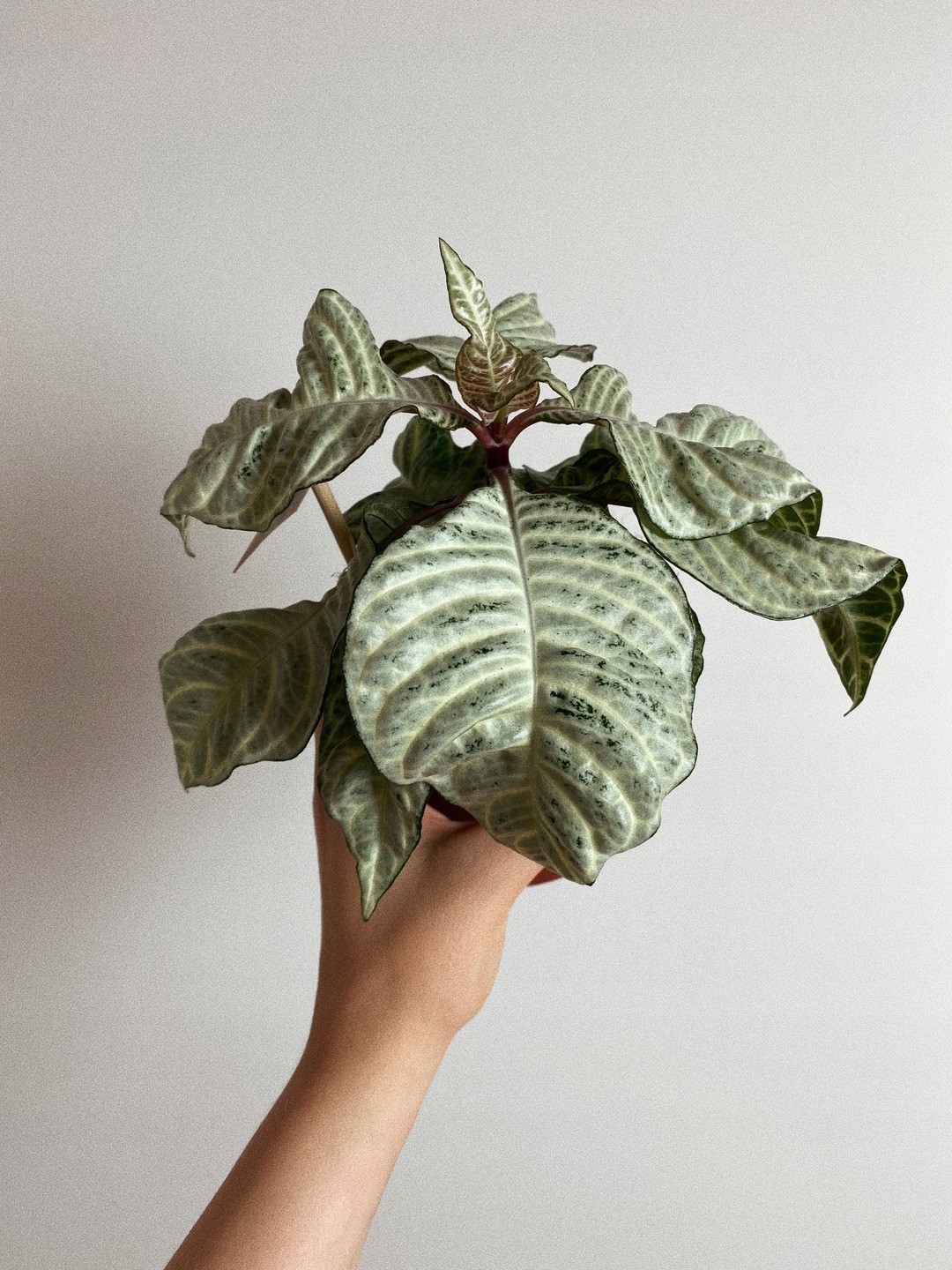 Aphelandra White Wash