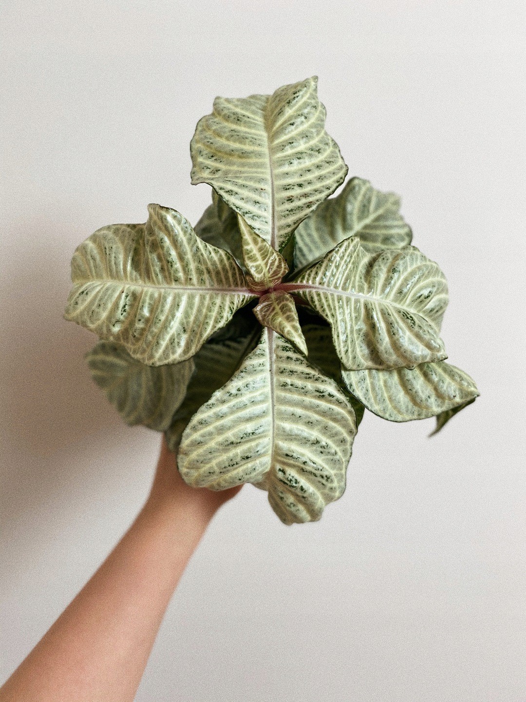 Aphelandra White Wash