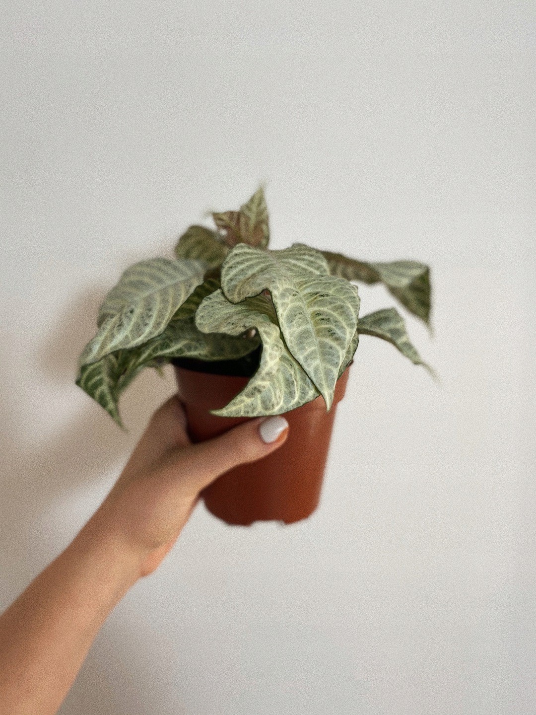 Aphelandra White Wash