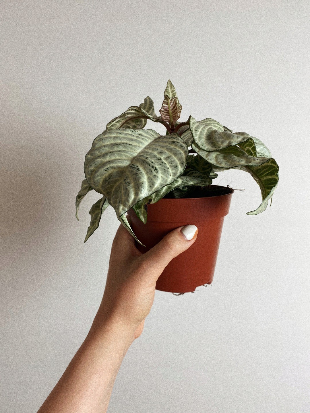 Aphelandra White Wash