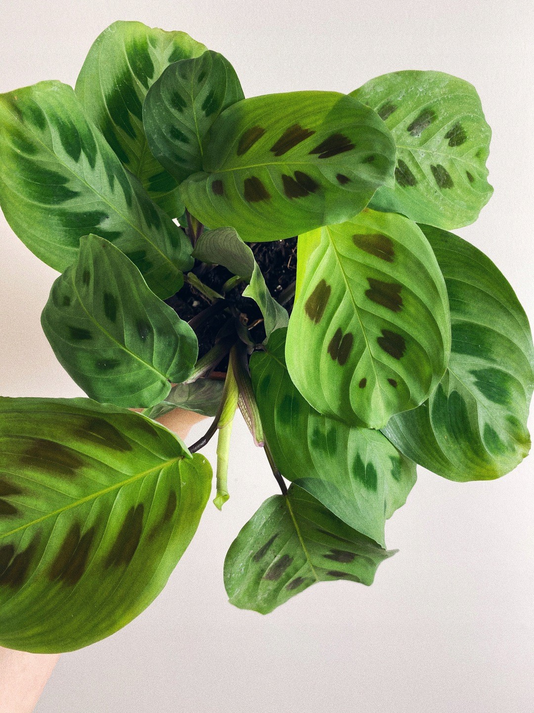Maranta Kerchoveana Oryginalne Kolorowe Liście