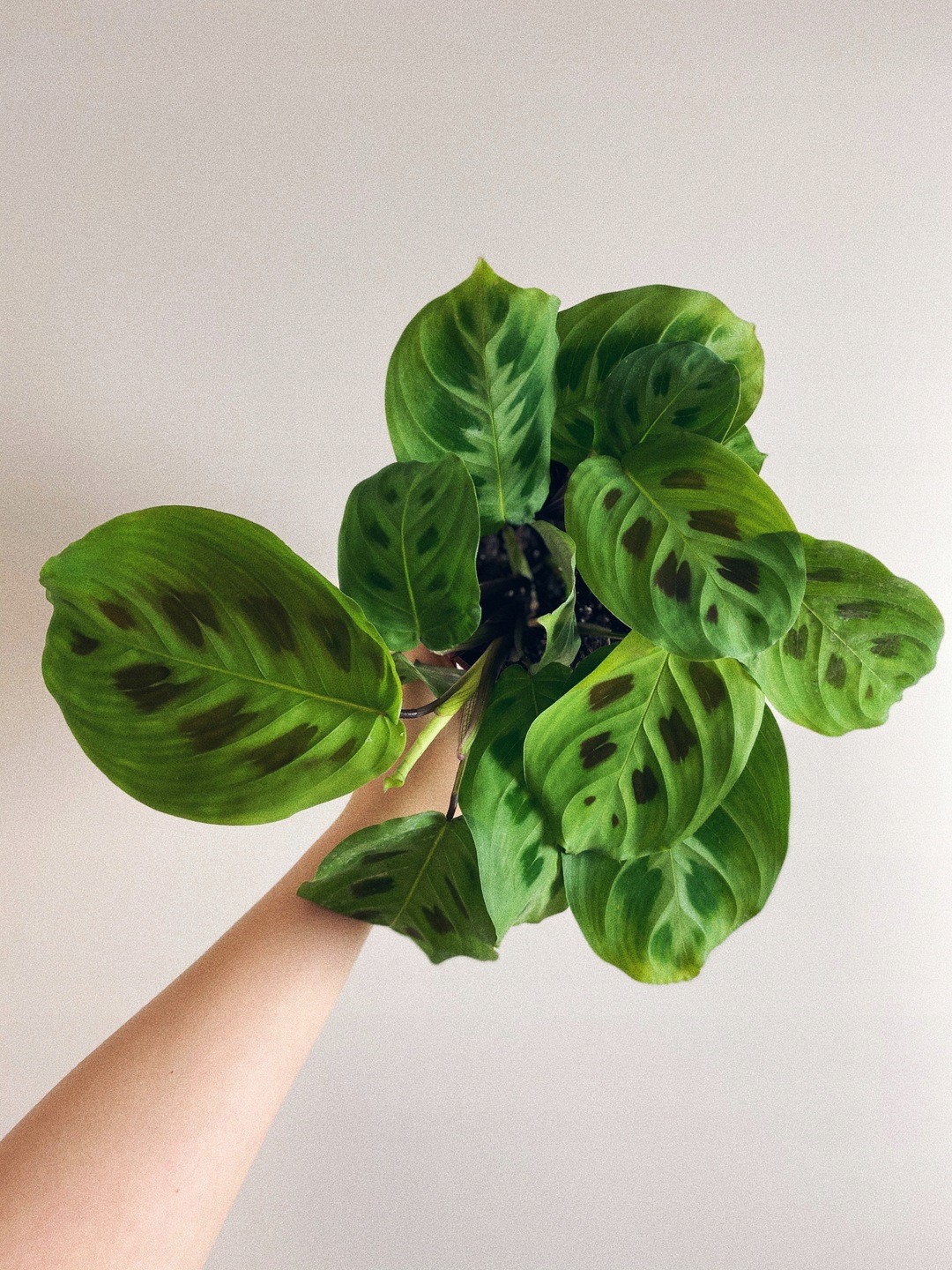 Maranta Kerchoveana Oryginalne Kolorowe Liście