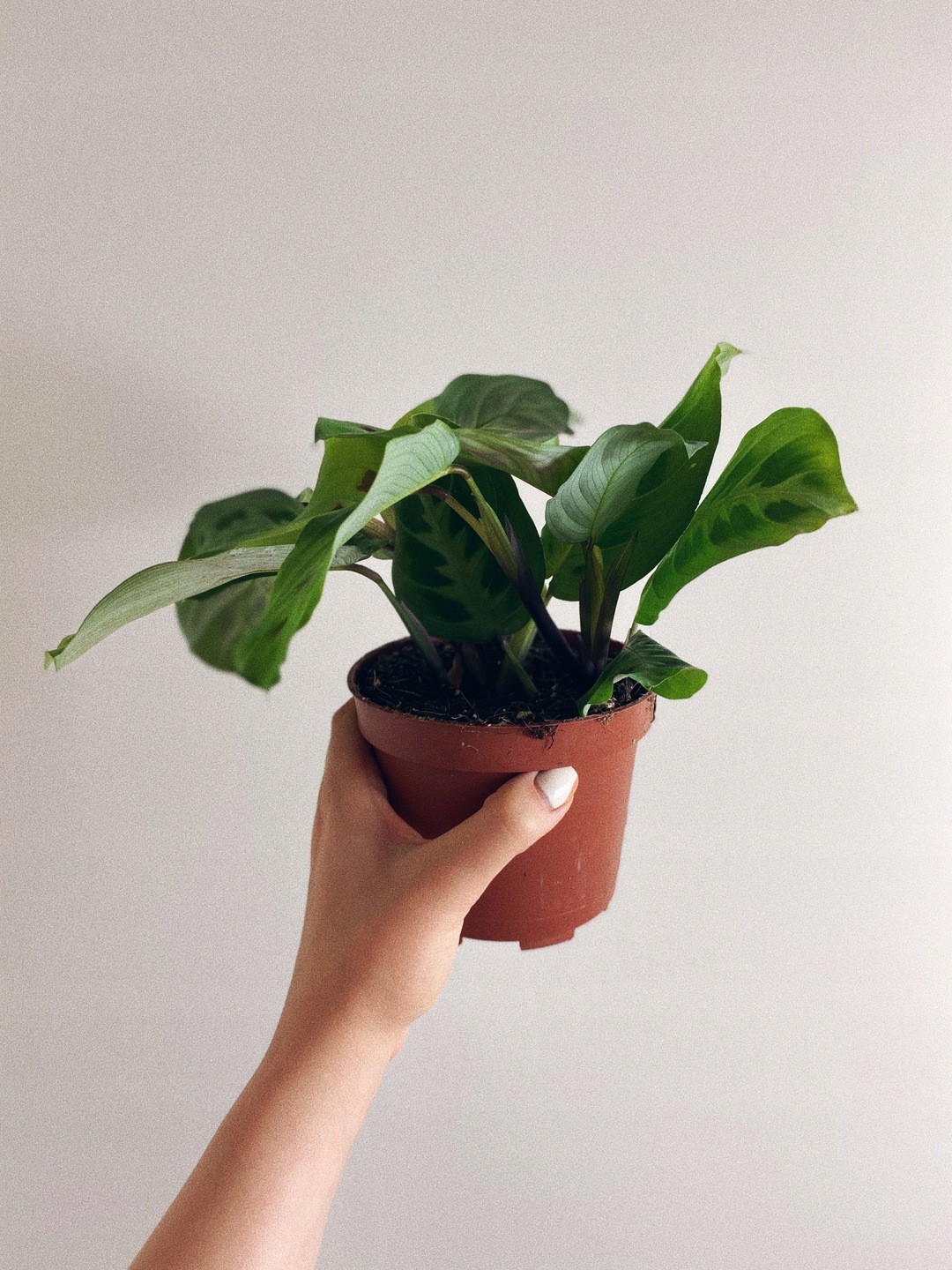 Maranta Kerchoveana Oryginalne Kolorowe Liście
