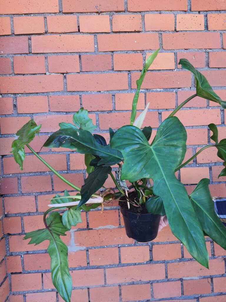 Philodendron Green Dragon