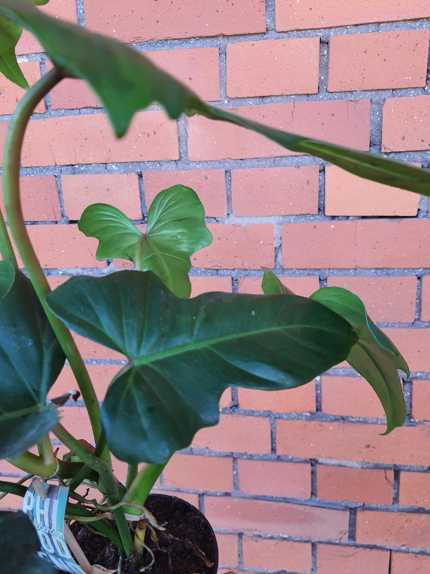 Philodendron Green Dragon