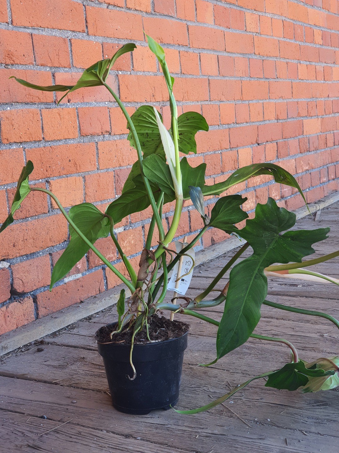 Philodendron Green Dragon