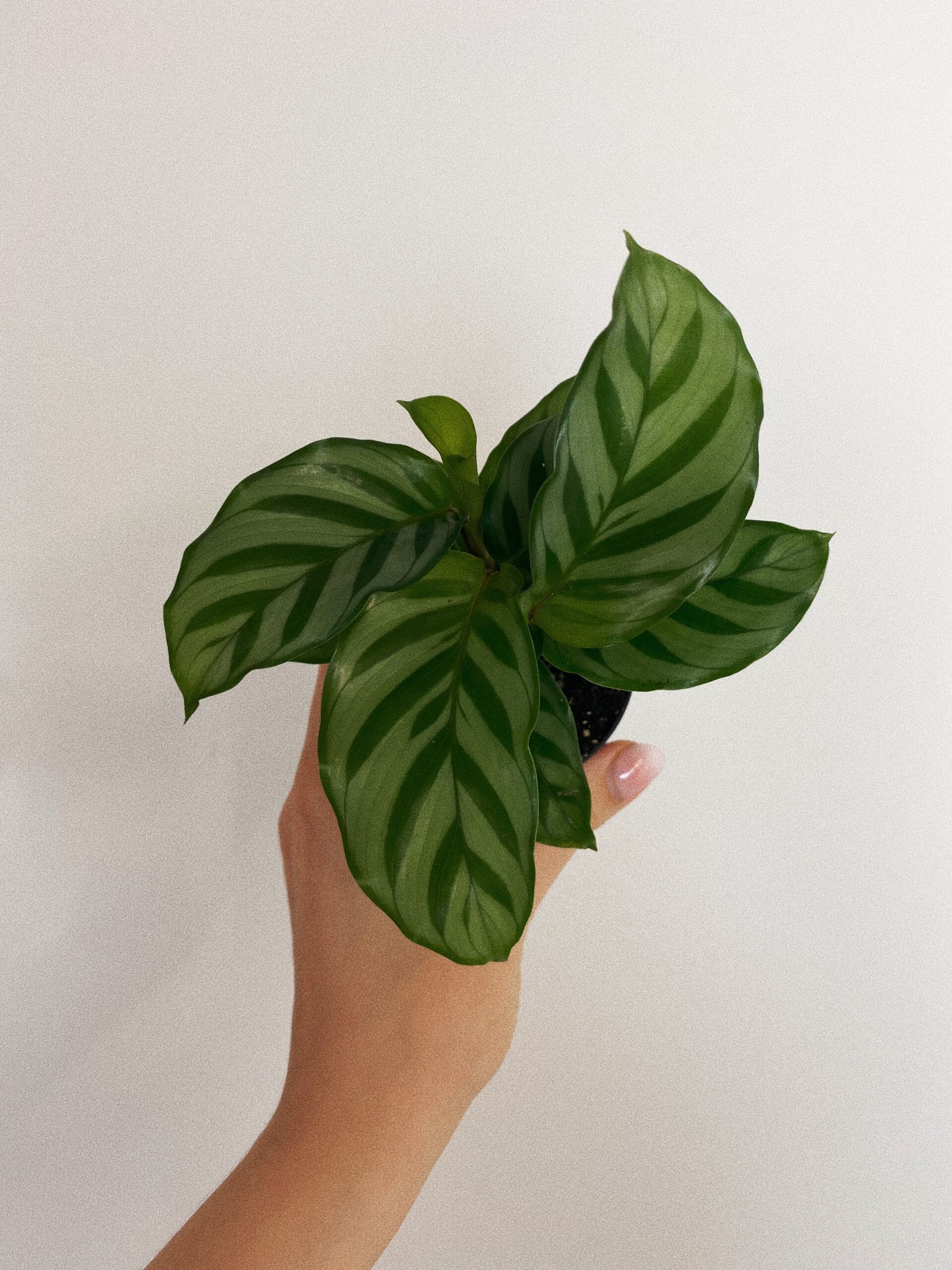 Calathea Freddie