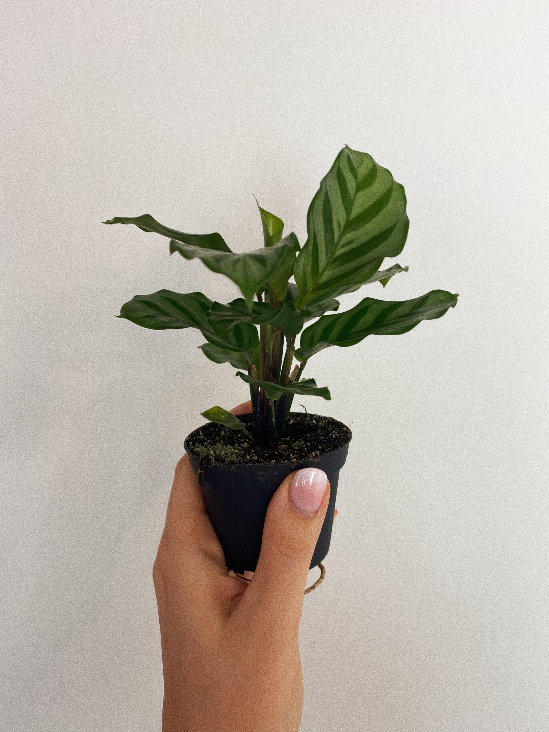 Calathea Freddie