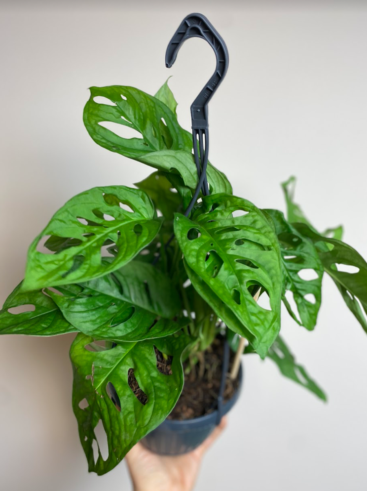 Monstera Monkey Mask M