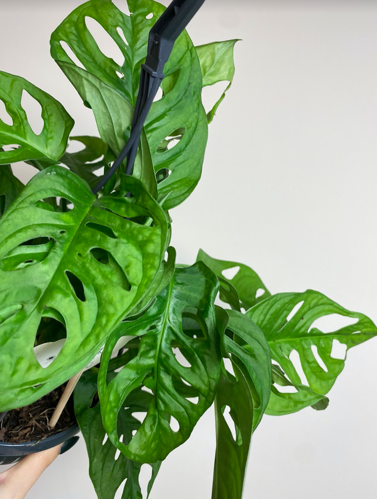 Monstera Monkey Mask M