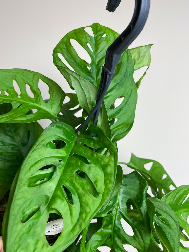 Monstera Monkey Mask M