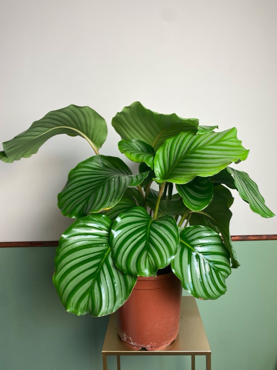 Calathea Orbifolia