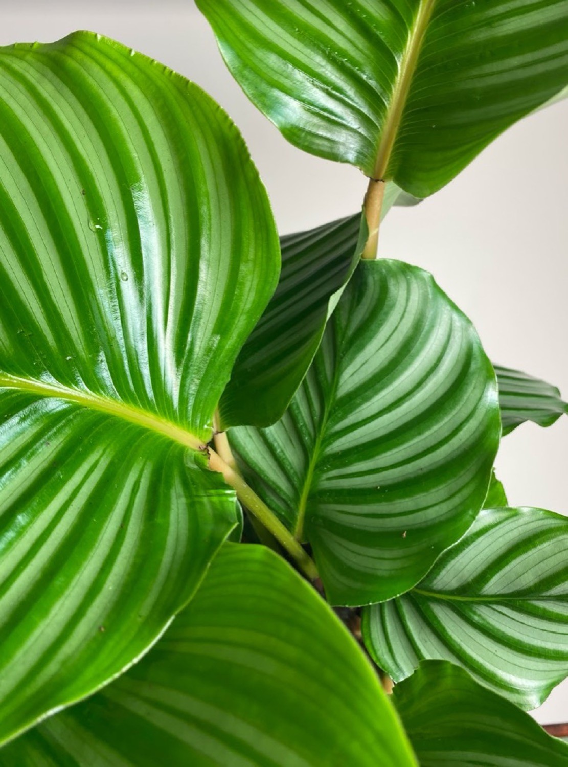 Calathea Orbifolia