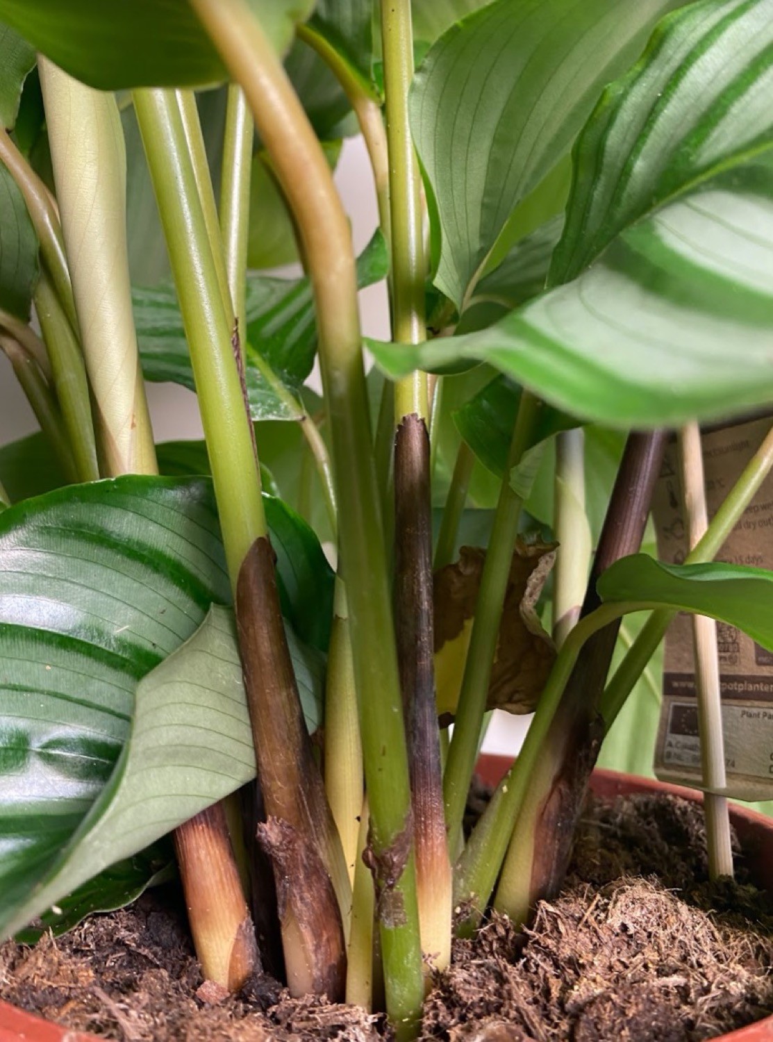 Calathea Orbifolia
