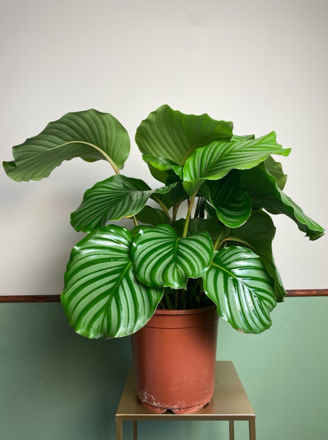 Calathea Orbifolia