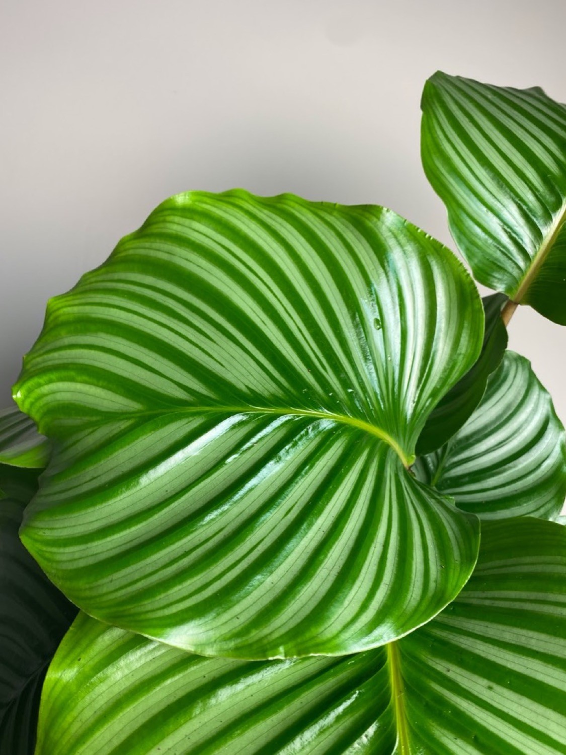 Calathea Orbifolia