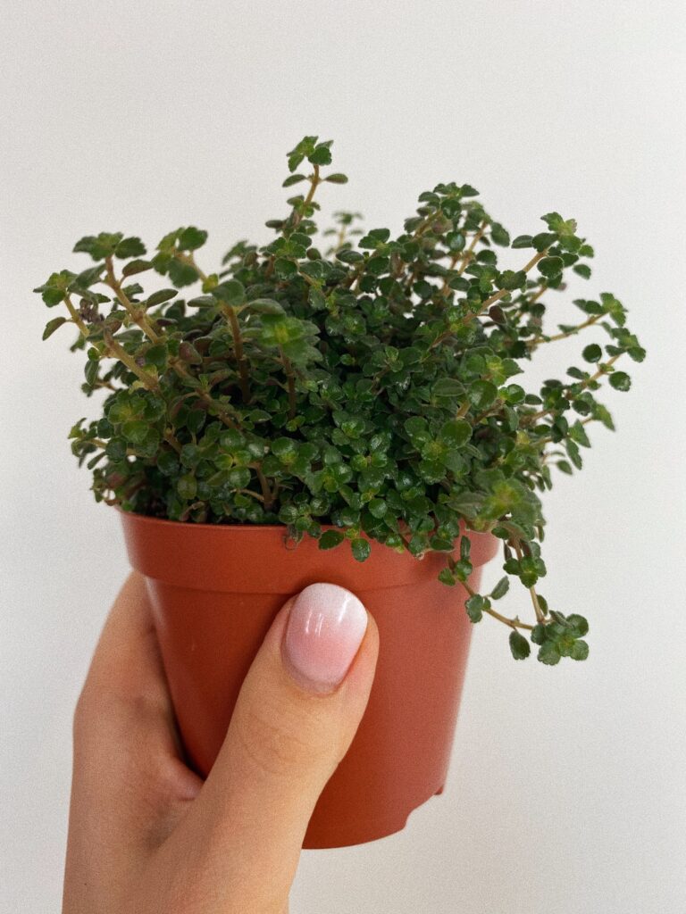 Pilea Pinokkio