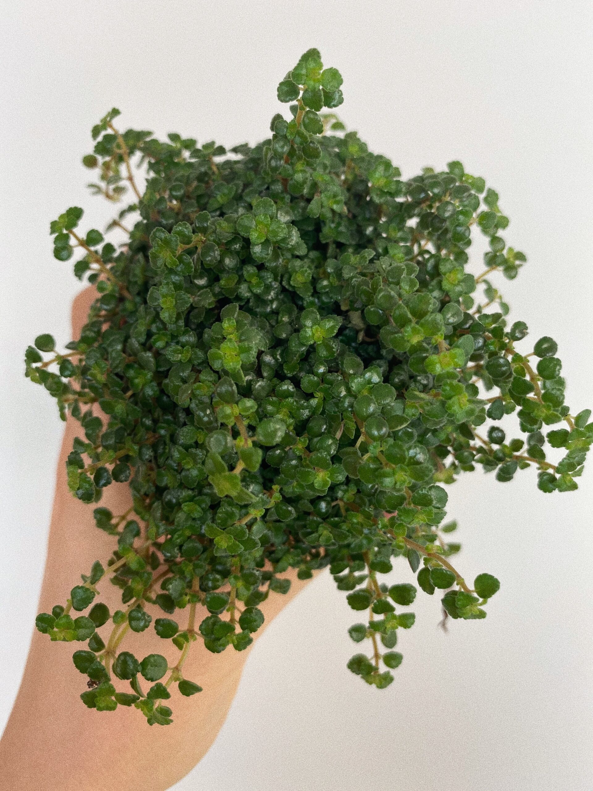 Pilea Pinokkio
