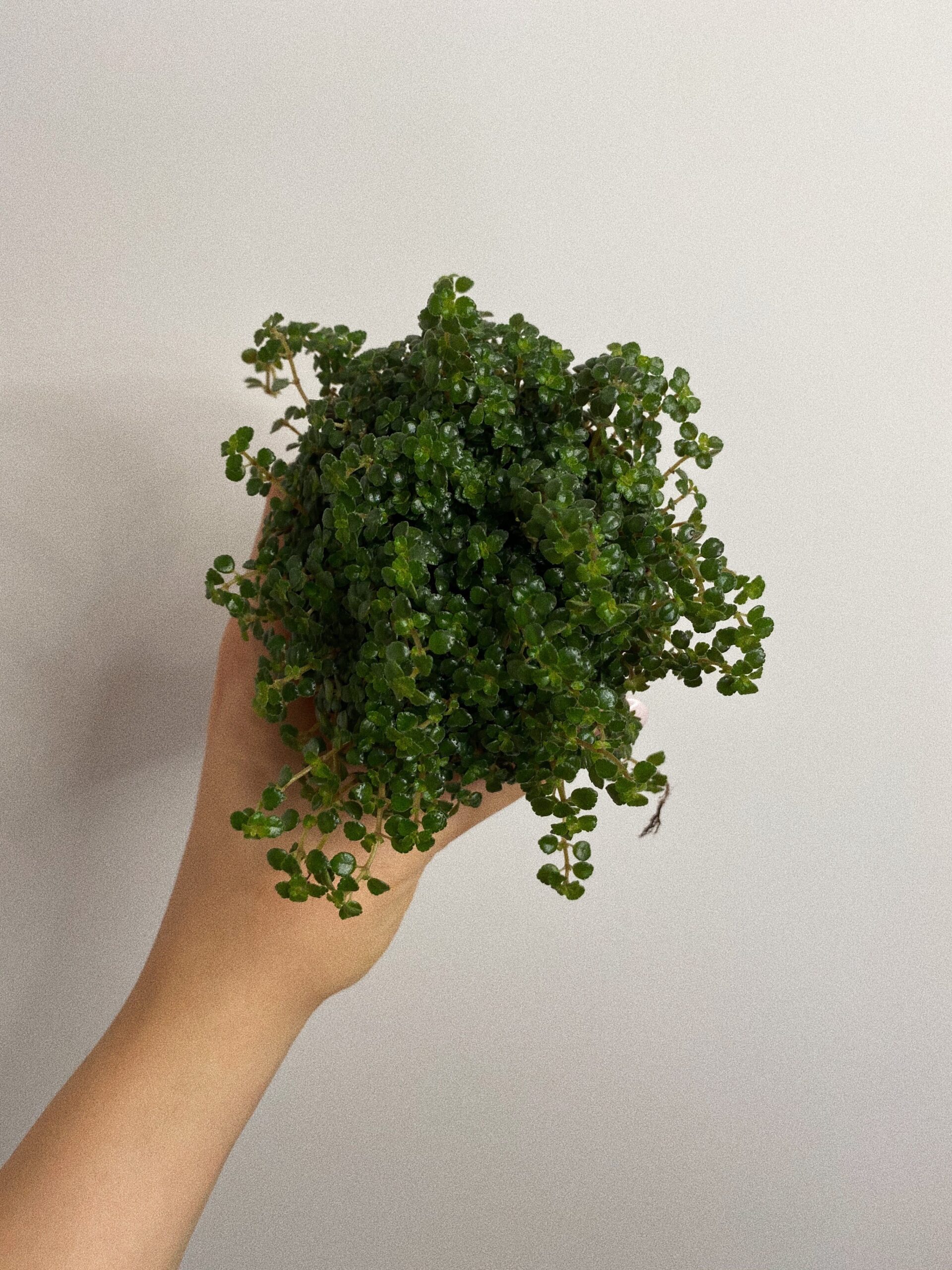 Pilea Pinokkio