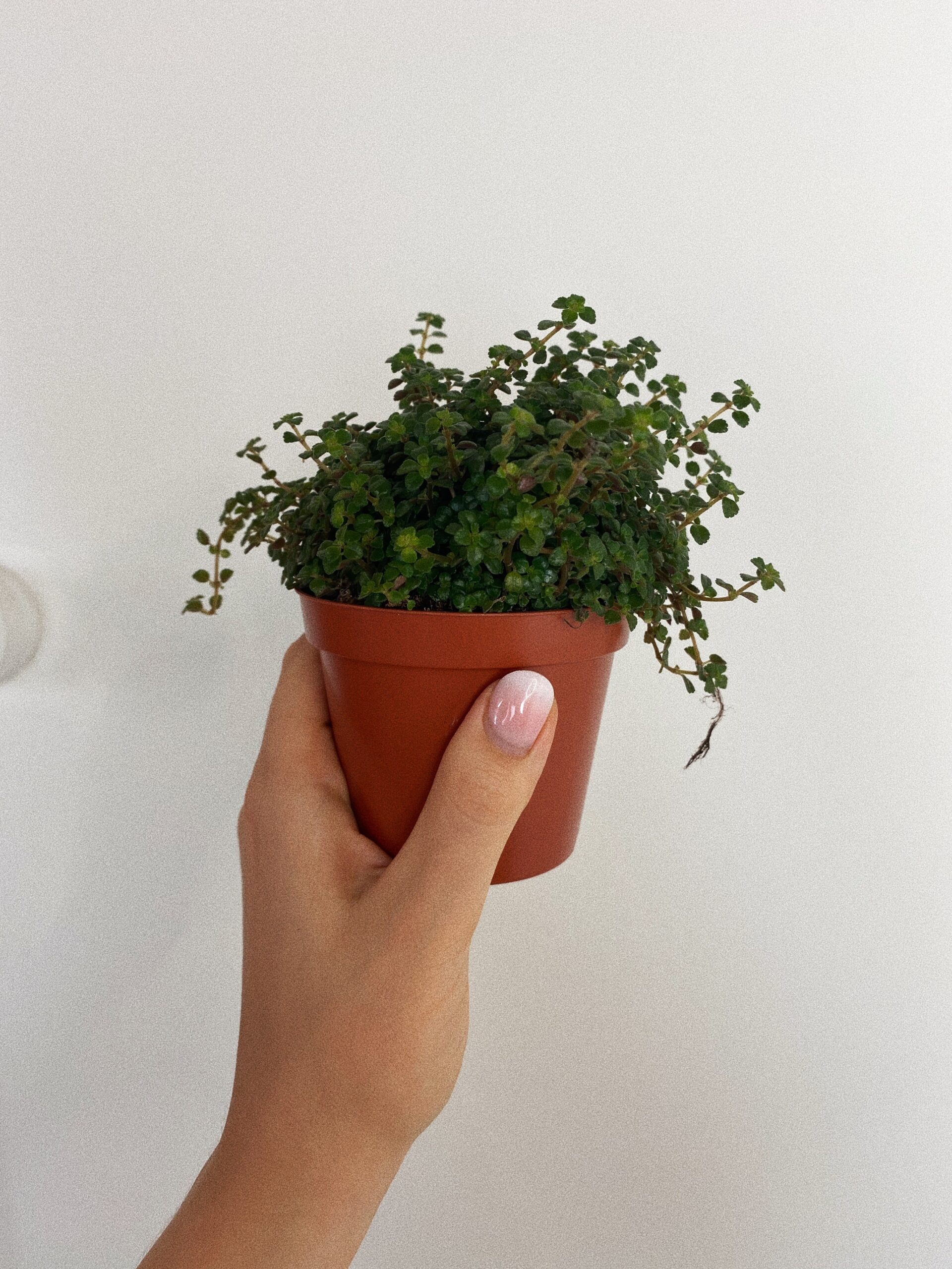 Pilea Pinokkio