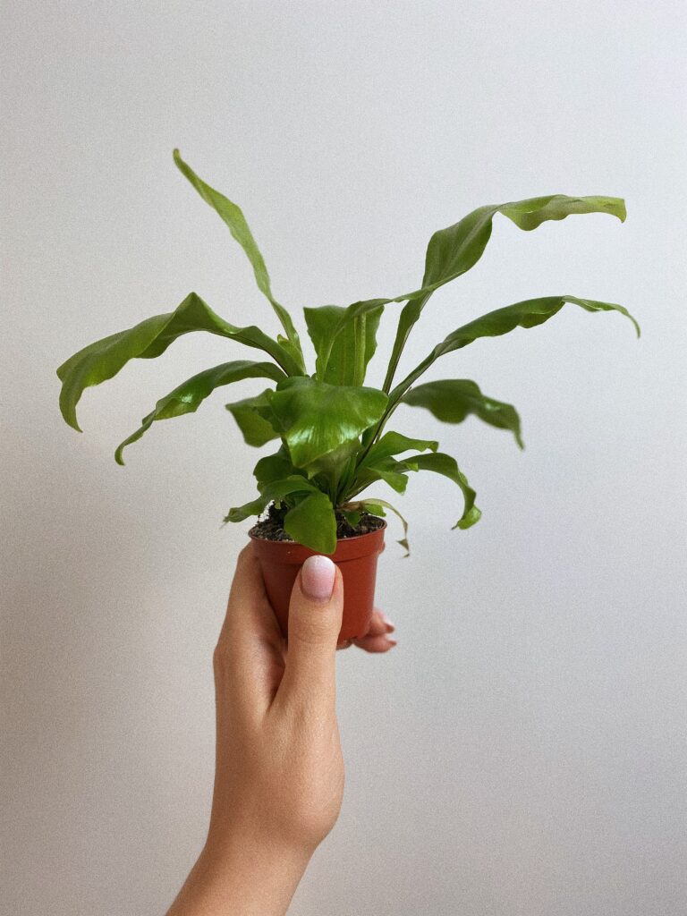 Asplenium Nidus