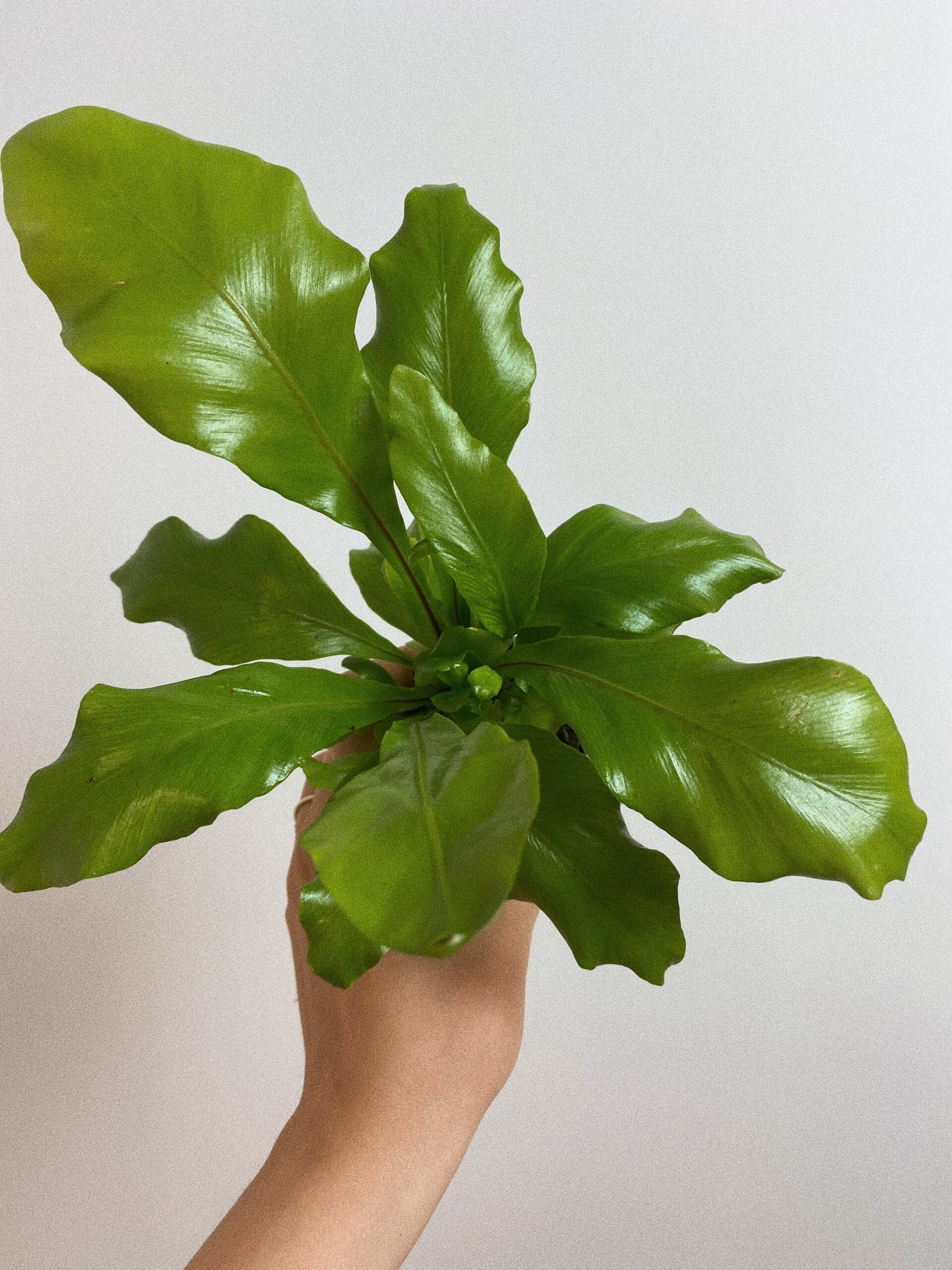 Asplenium Nidus