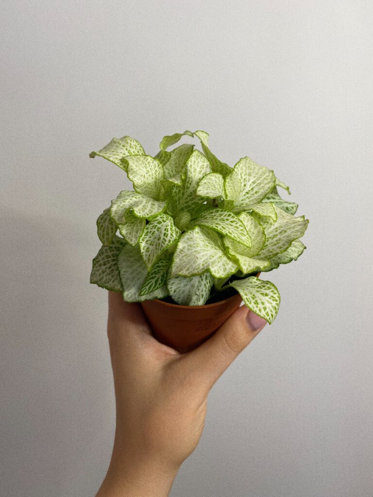 Fittonia Mosaic Lemon
