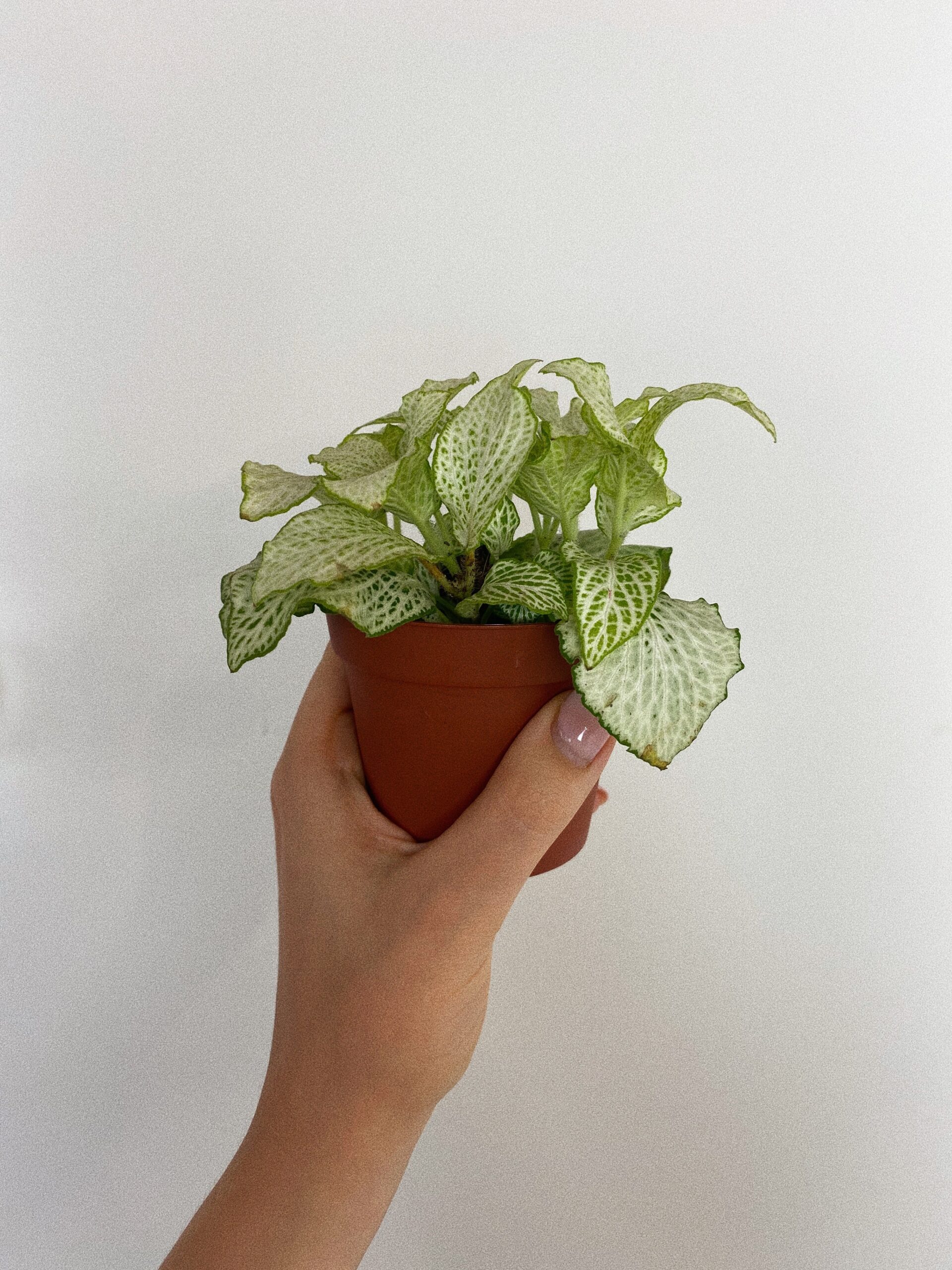 Fittonia Mosaic Lemon