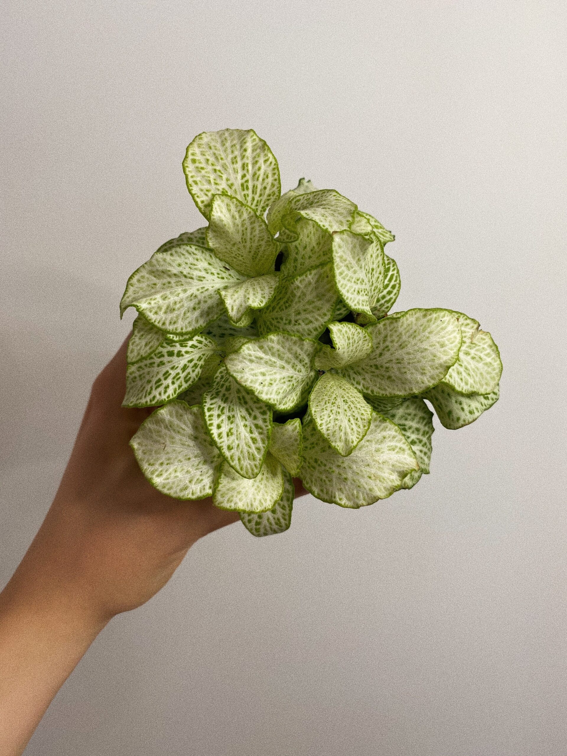 Fittonia Mosaic Lemon