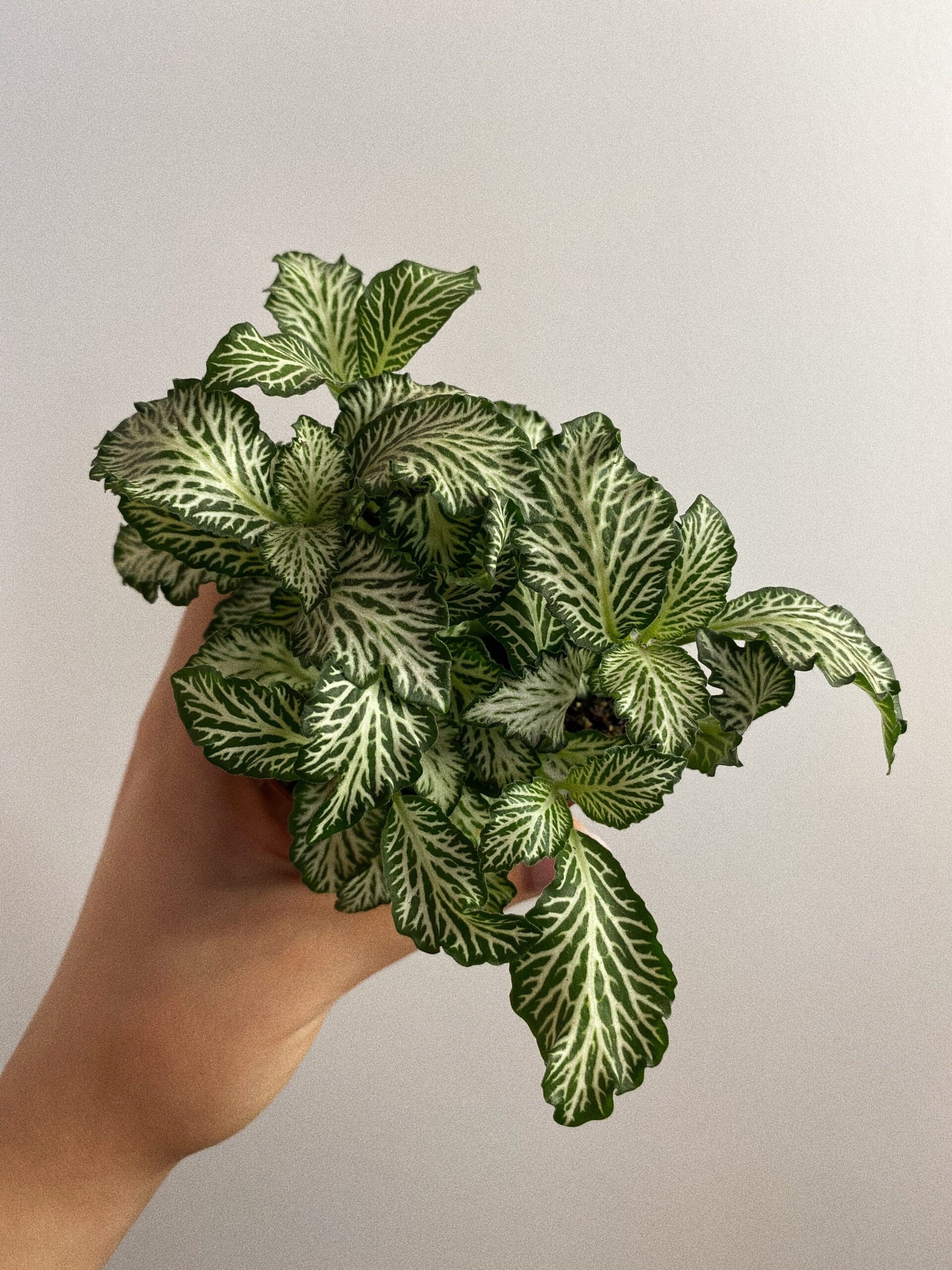 Fittonia Mosaic White Tiger