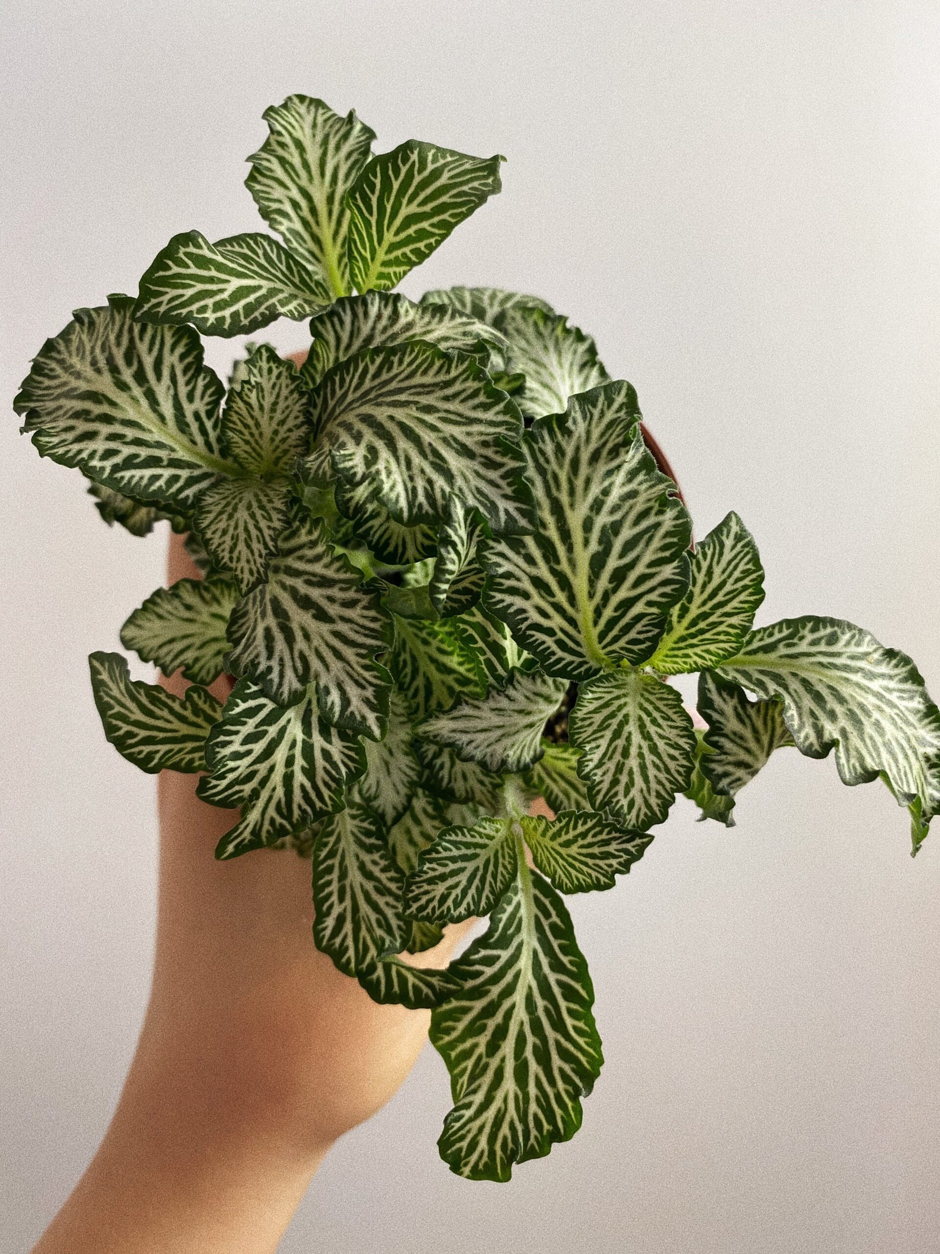 Fittonia Mosaic White Tiger