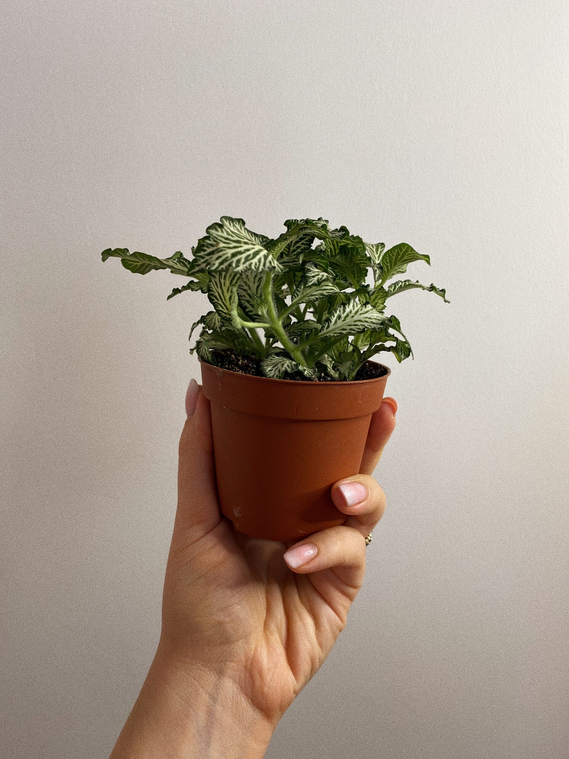 Fittonia Mosaic White Tiger