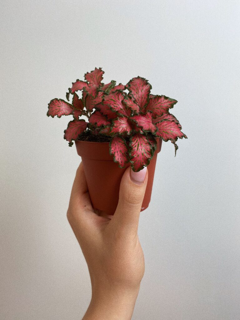 Fittonia Tiger 'czerwona'