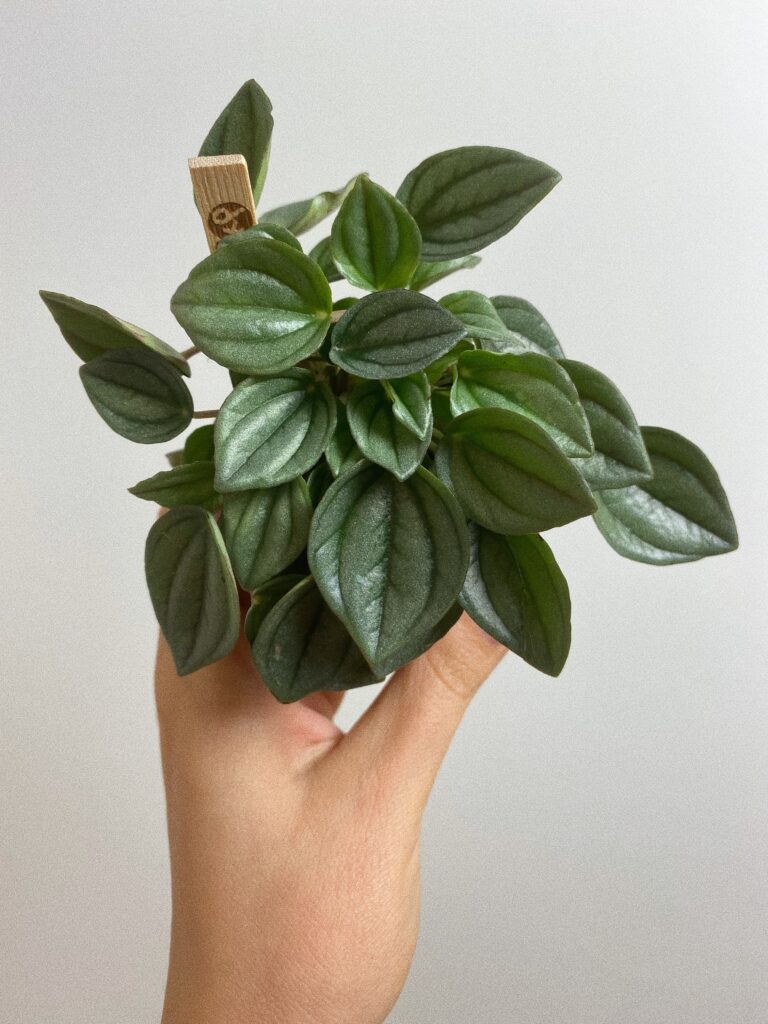 Peperomia Napoli Night 'Srebrzysta'