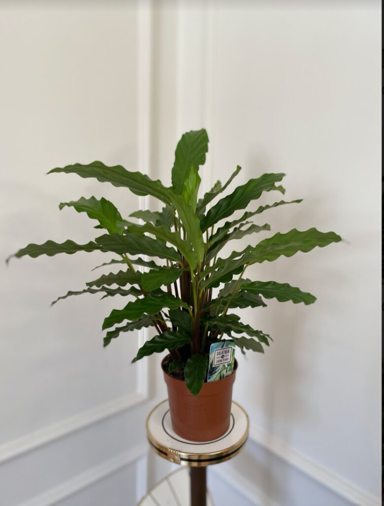 Calathea Rufibarba bluegrass