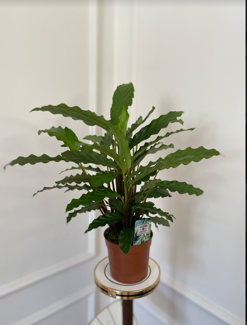 Calathea Rufibarba bluegrass