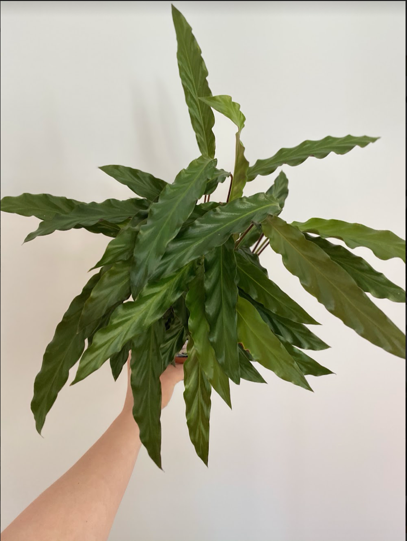 Calathea Rufibarba bluegrass