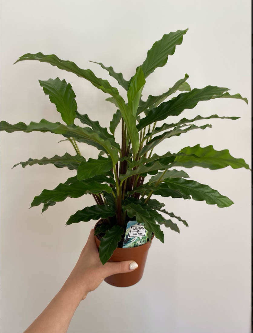 Calathea Rufibarba bluegrass