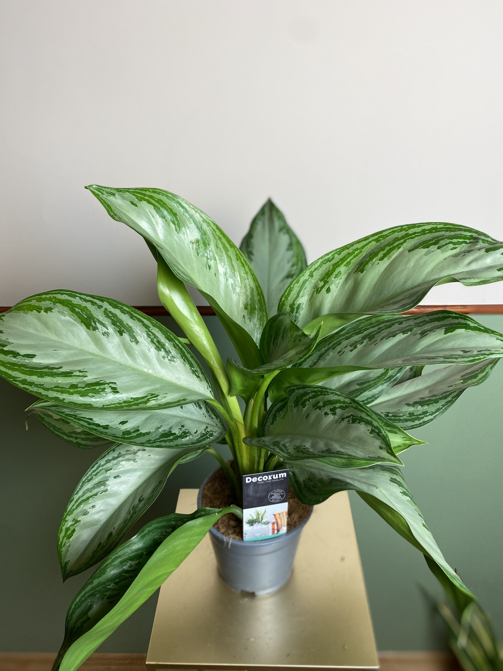 Aglaonema Silver Bay